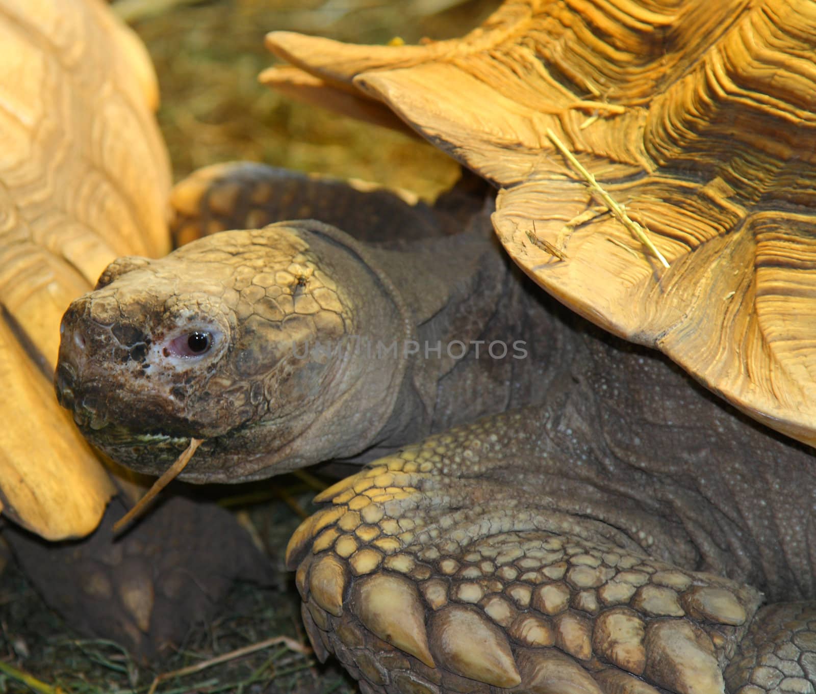 giant tortoise eating straw