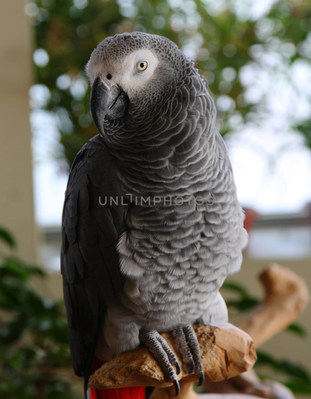 african gray parrot, Psittacus erithacus