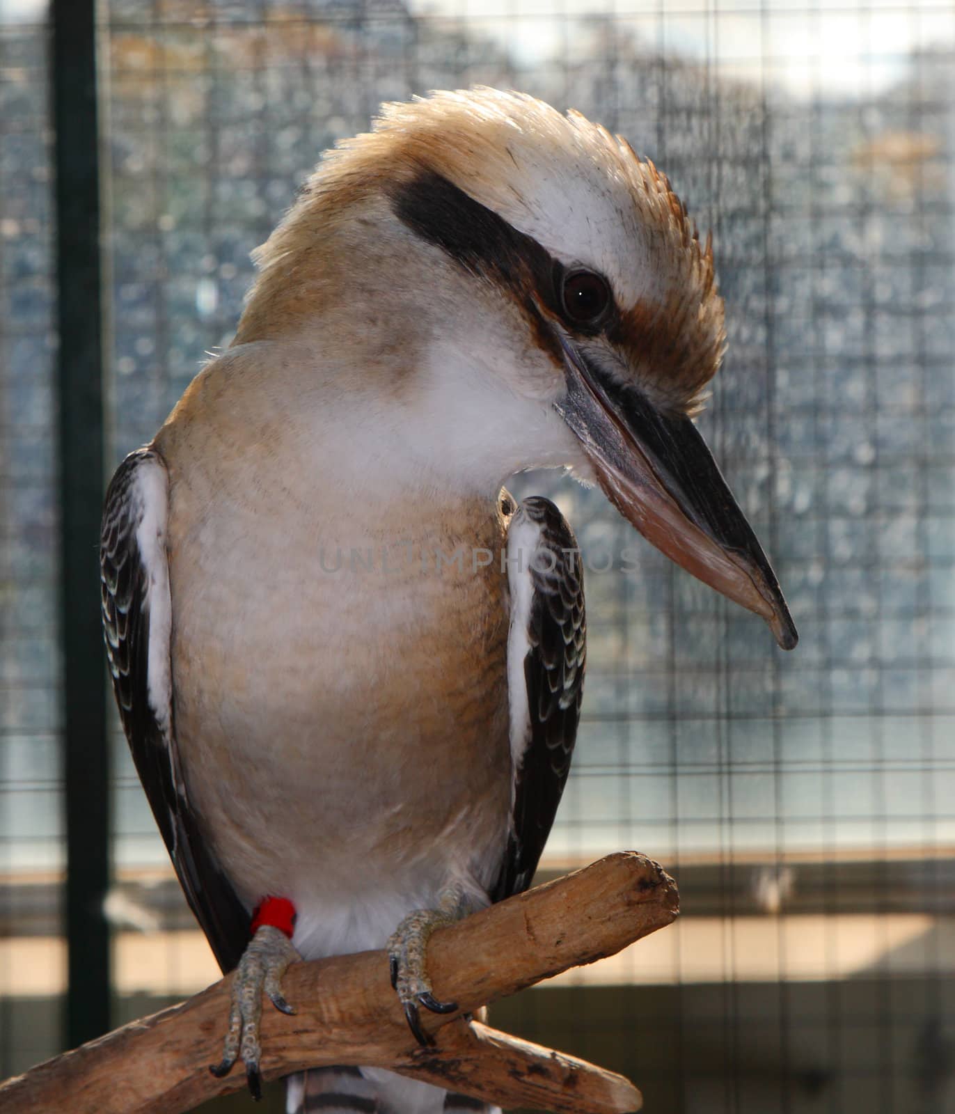 Laughing Kookaburra; Dacelo Novaeguineae; by njene