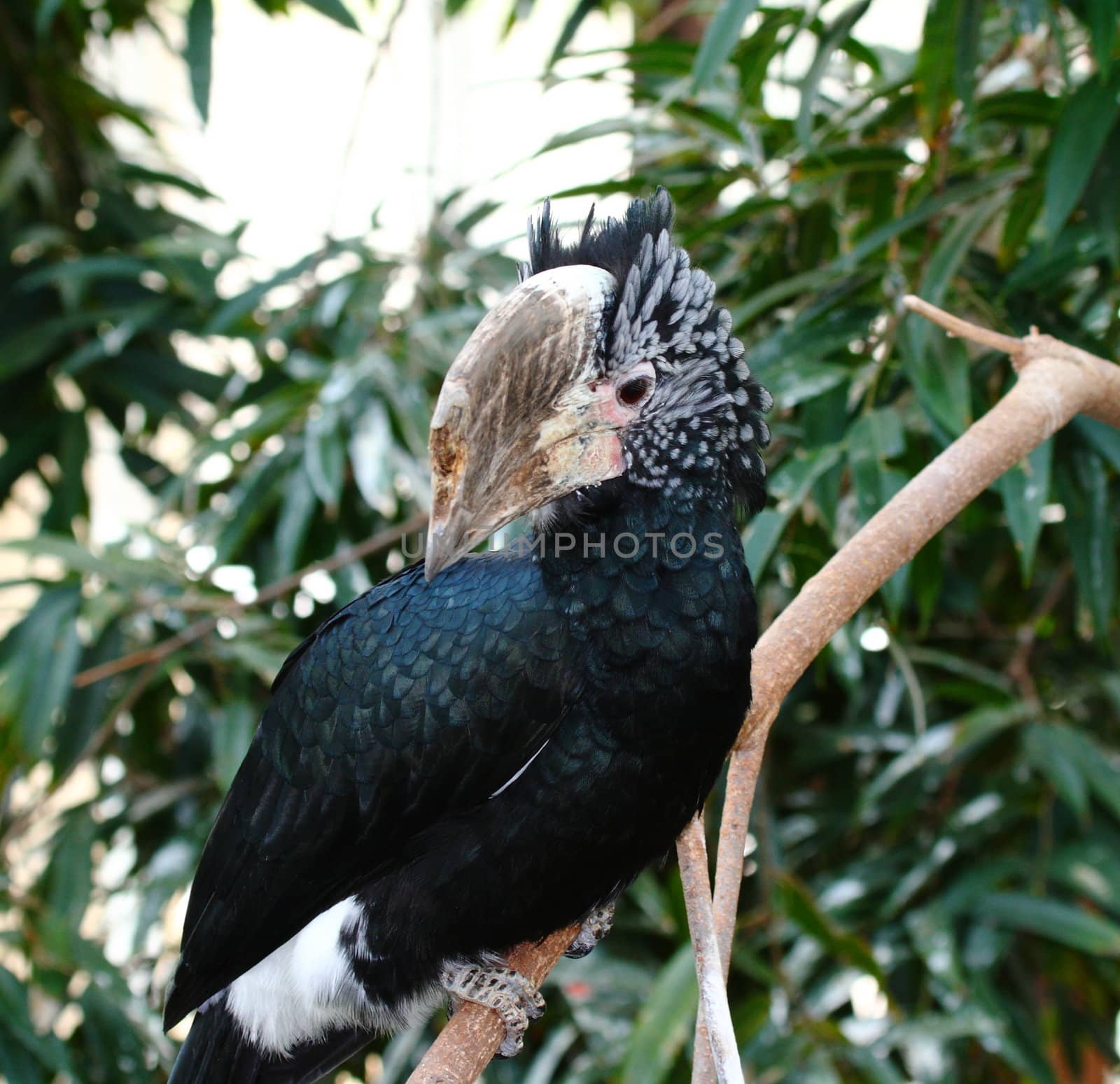 silver cheeked hornbill, bycanistes brevis