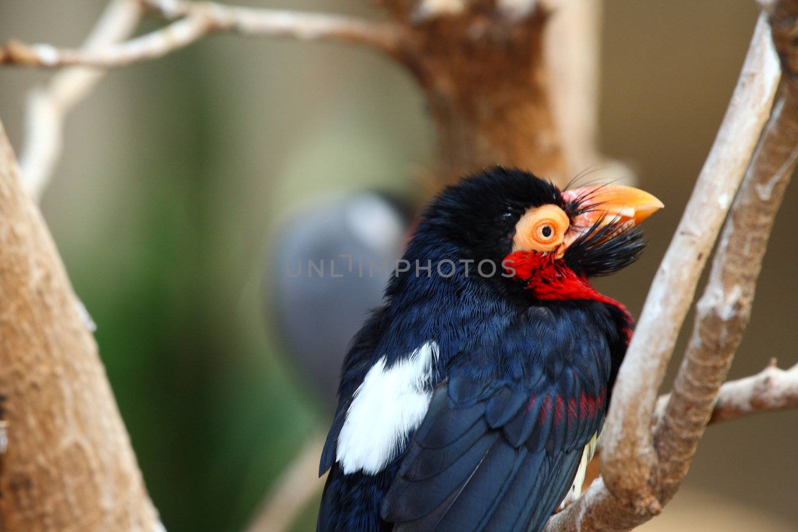 bearded barbet,  Lybius dubius from africa