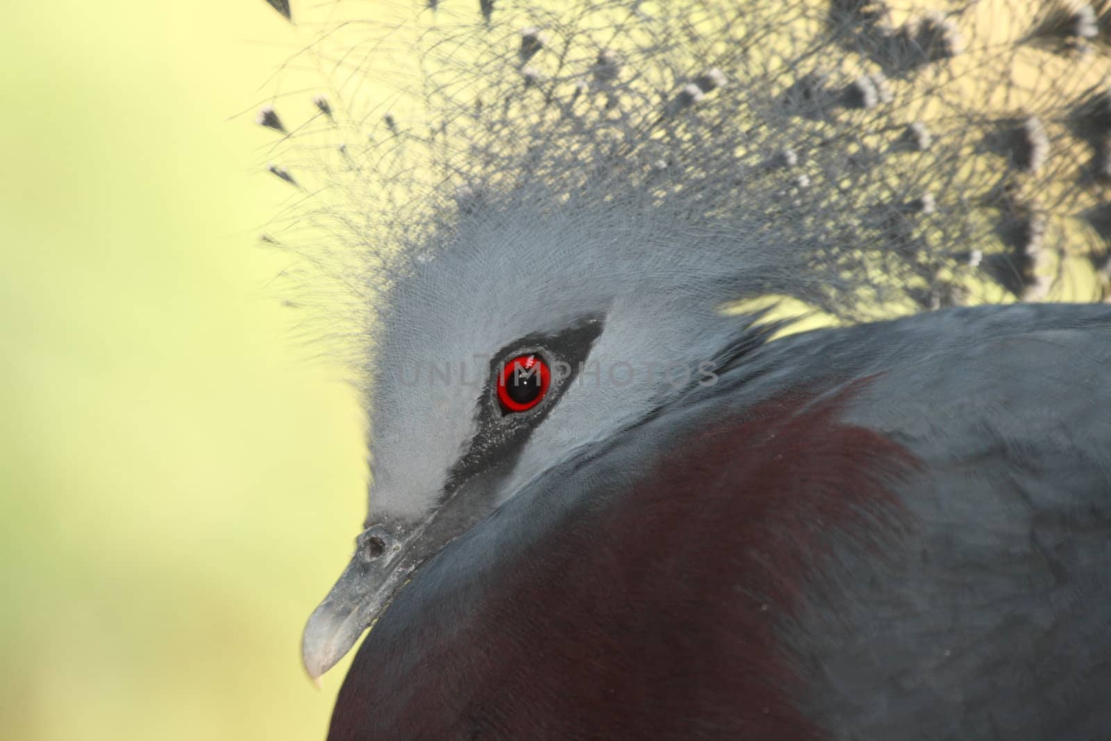 victoria crowned pidgeon, Goura victoria, by njene