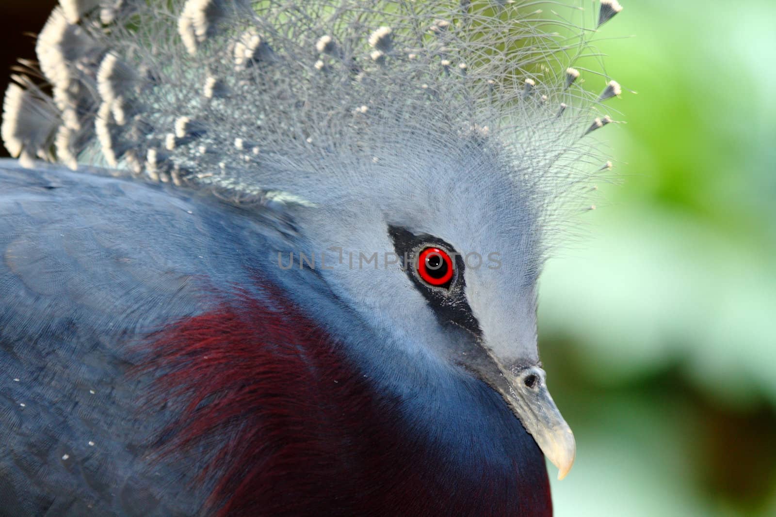 victoria crowned pidgeon, Goura victoria, largest pidgeon in the world