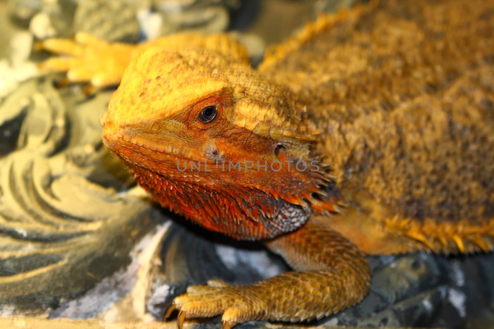 bearded dragon, Pogona vitticeps from australia