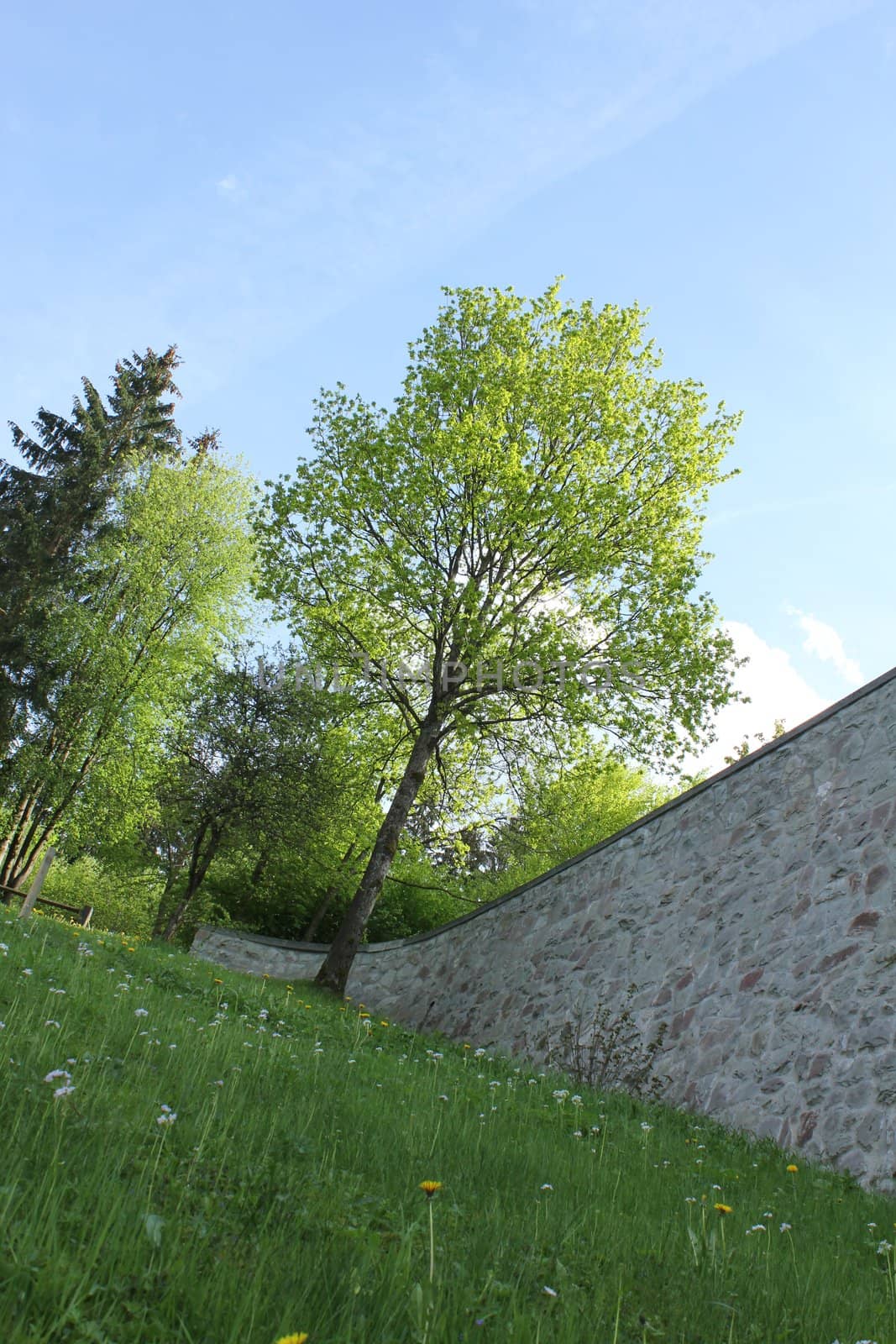 spring meadow corner