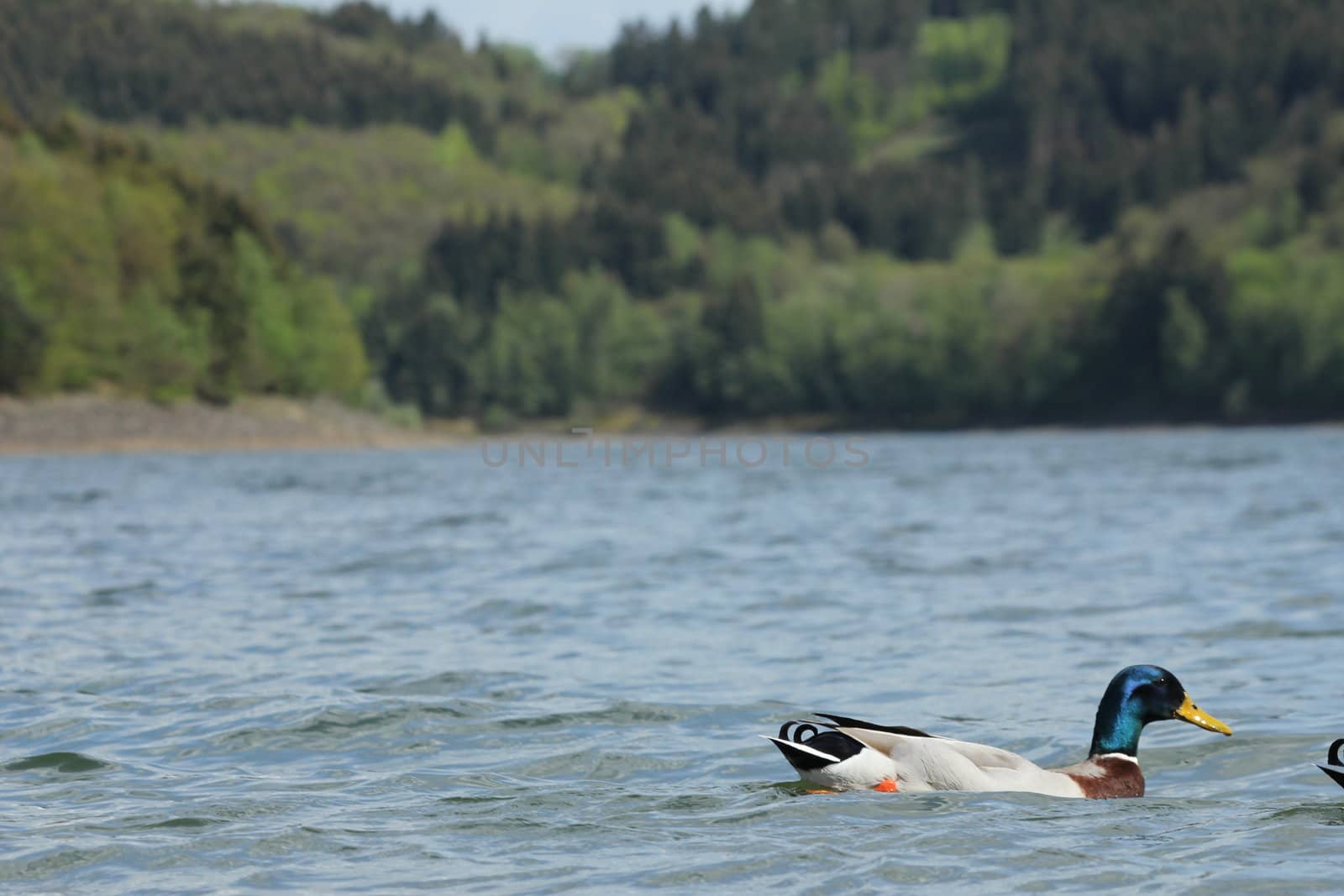 lake ducks