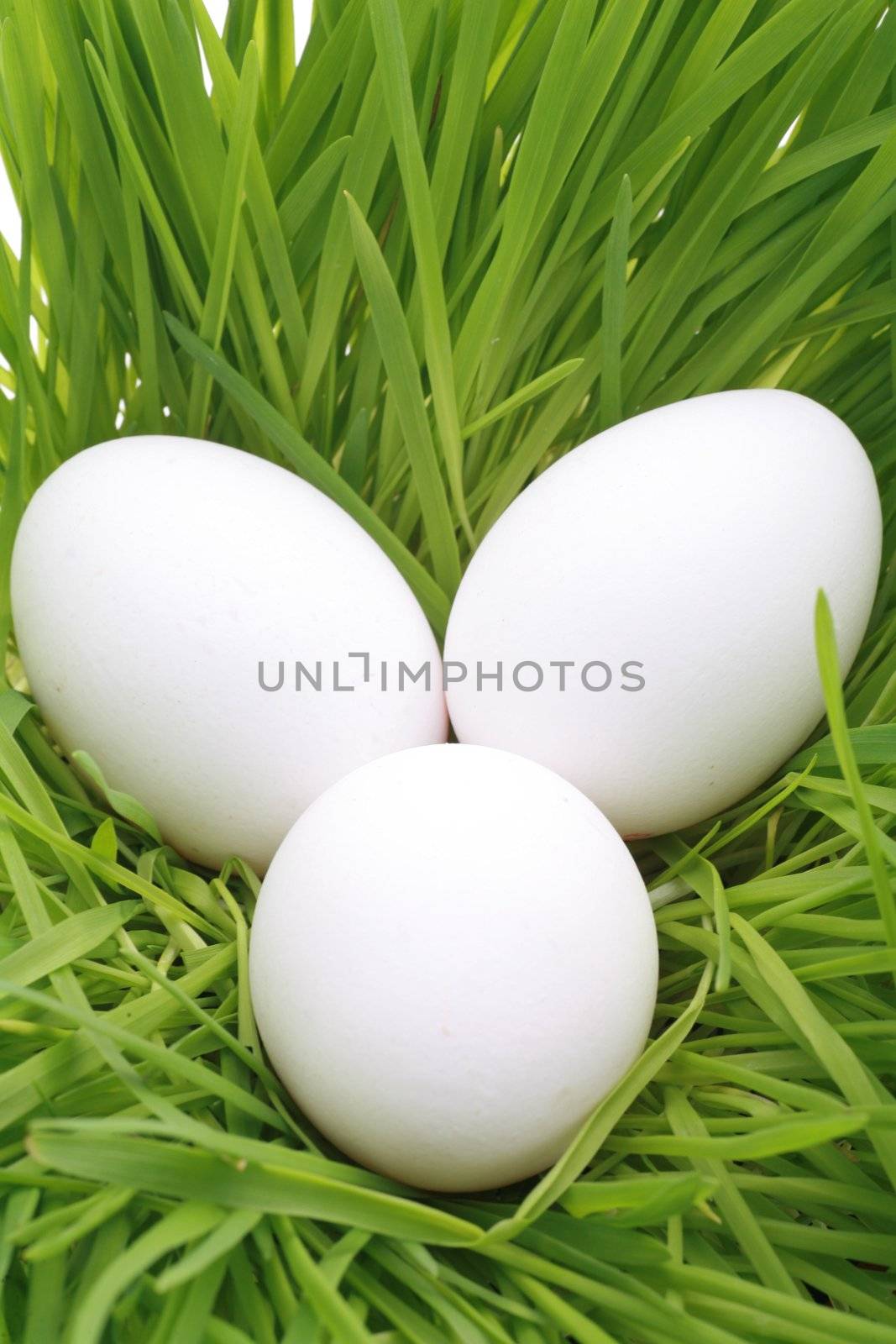 Close-up of three eggs on grass