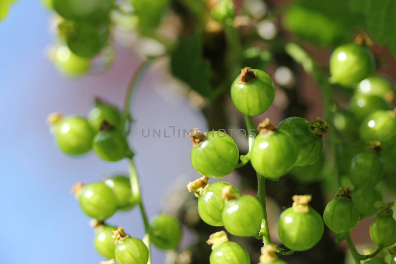 unripe currants