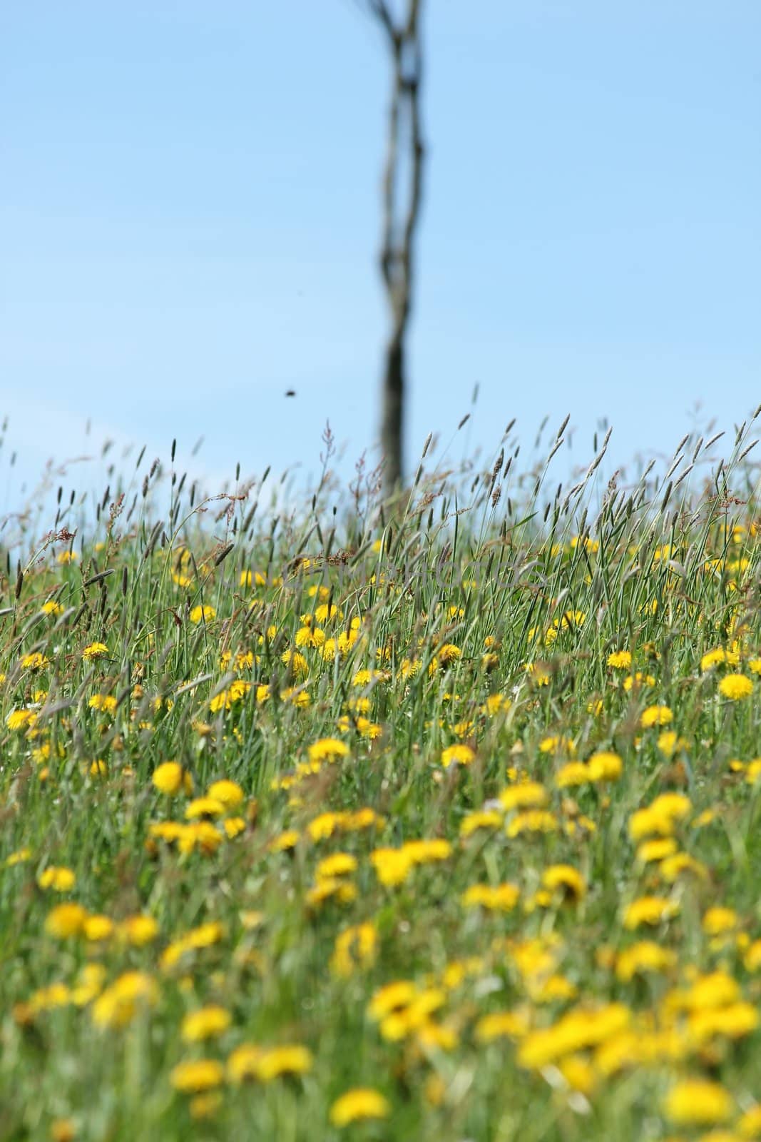 summer blur meadow