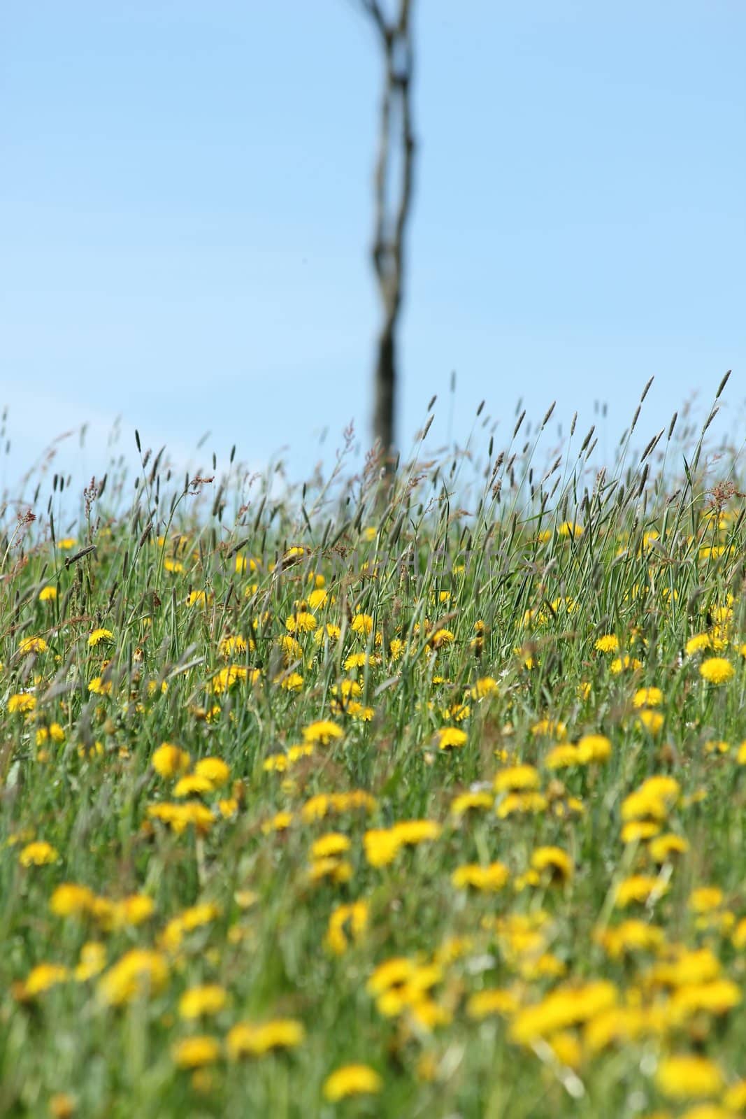 summer blur meadow