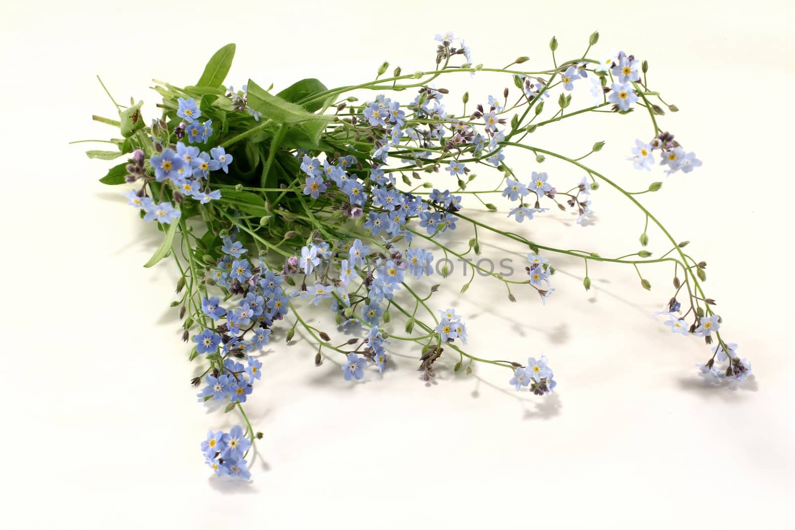 some speedwell stems on a light background