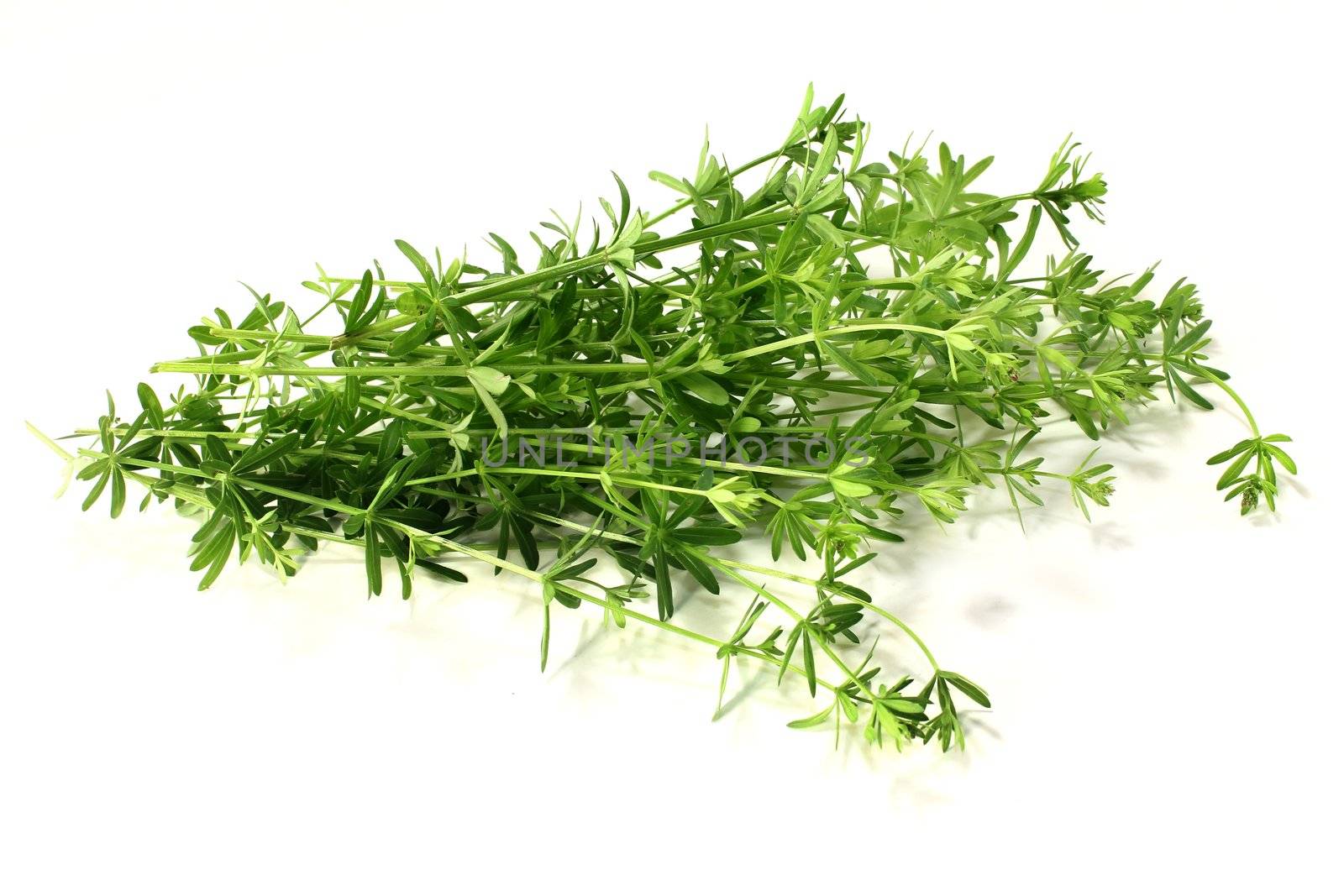 some bedstraw stems on a light background