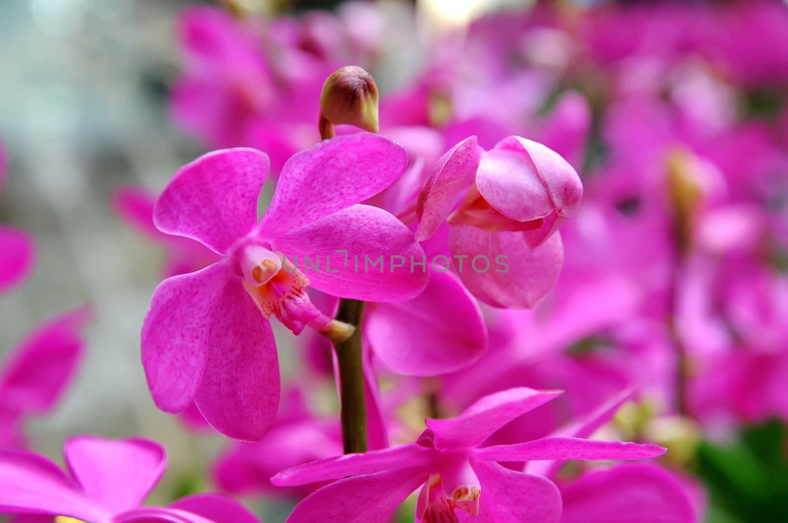 Purple orchid flower in the contest