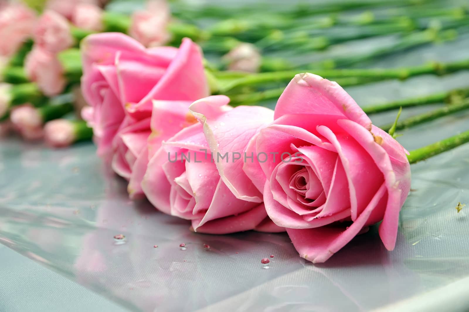 Beautiful roses