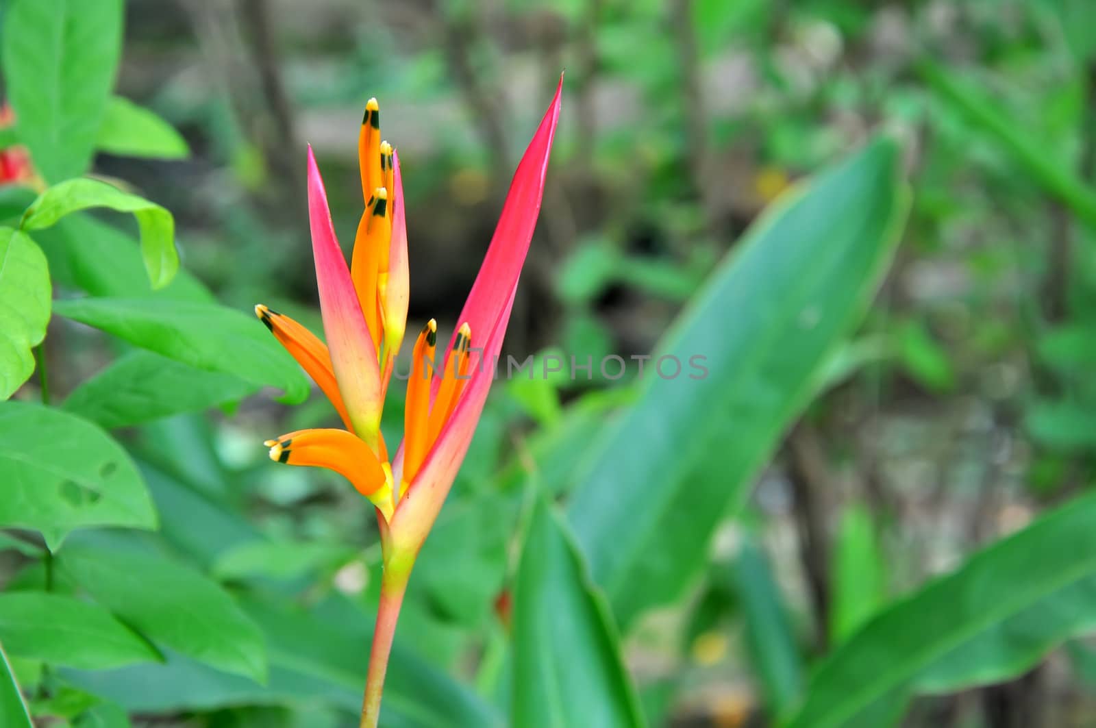 Flower in the garden