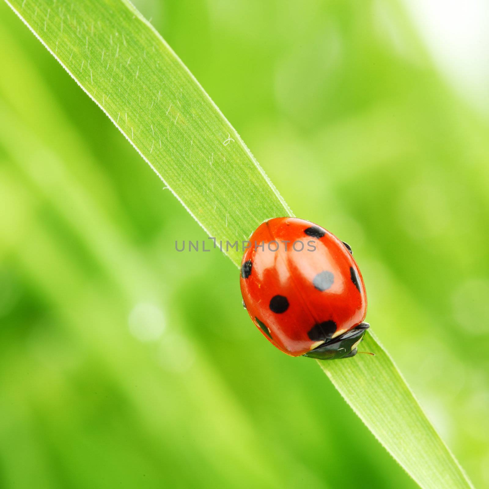 ladybug on grass nature background