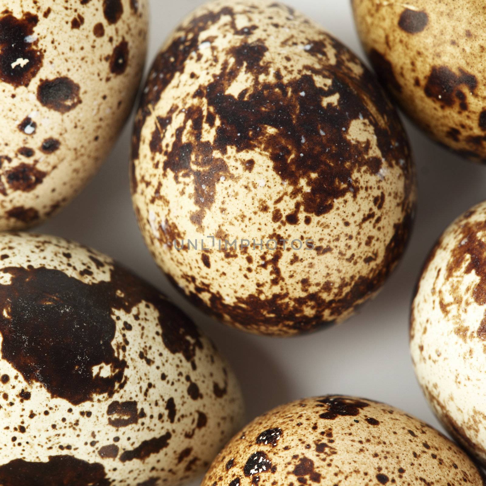 quail egg background macro close up