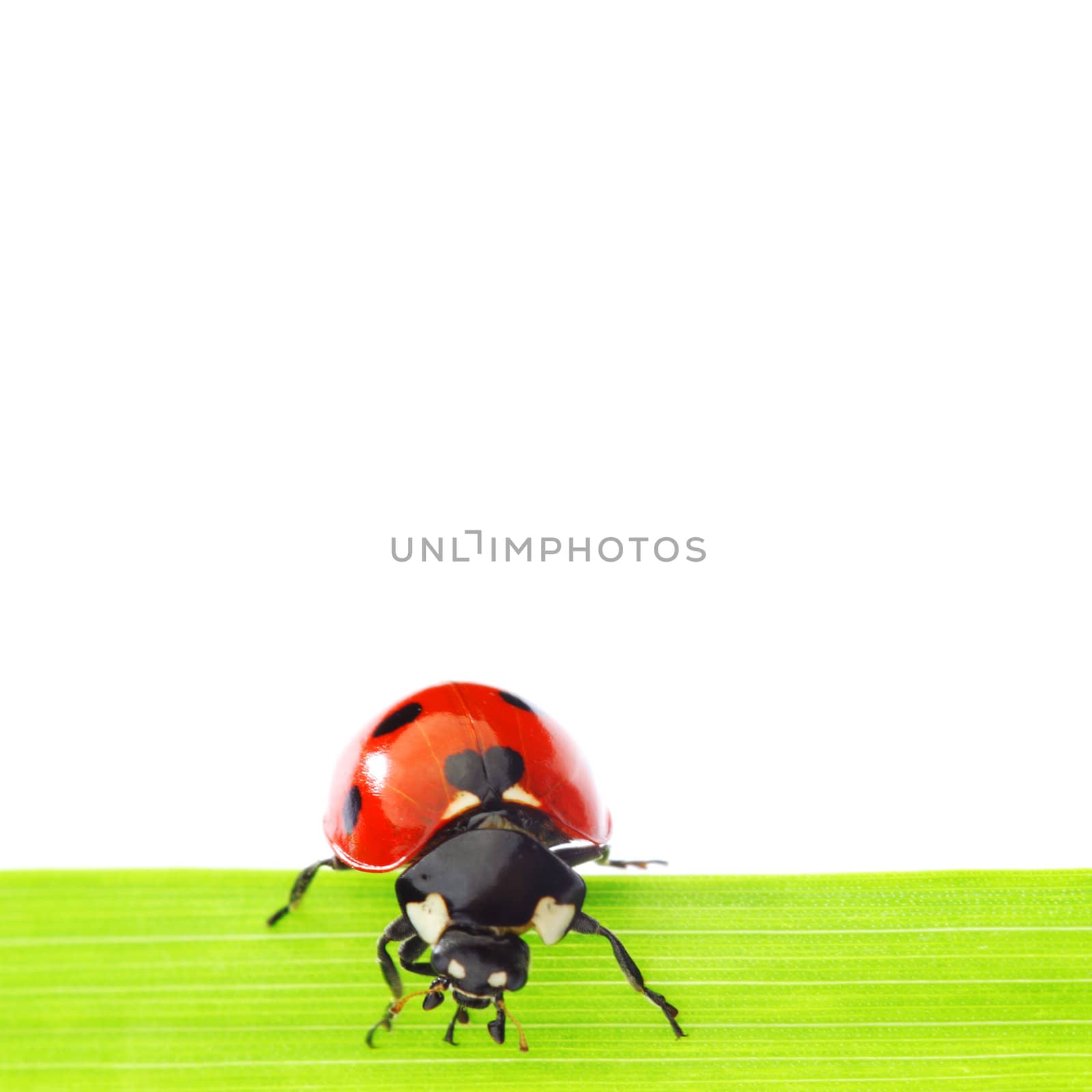 ladybug on grass isolated on white background