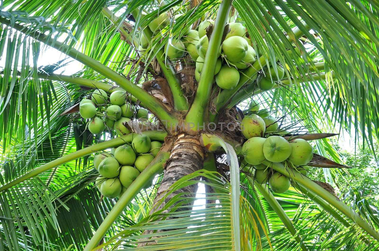 Green coconuts in bunch hanging in tree