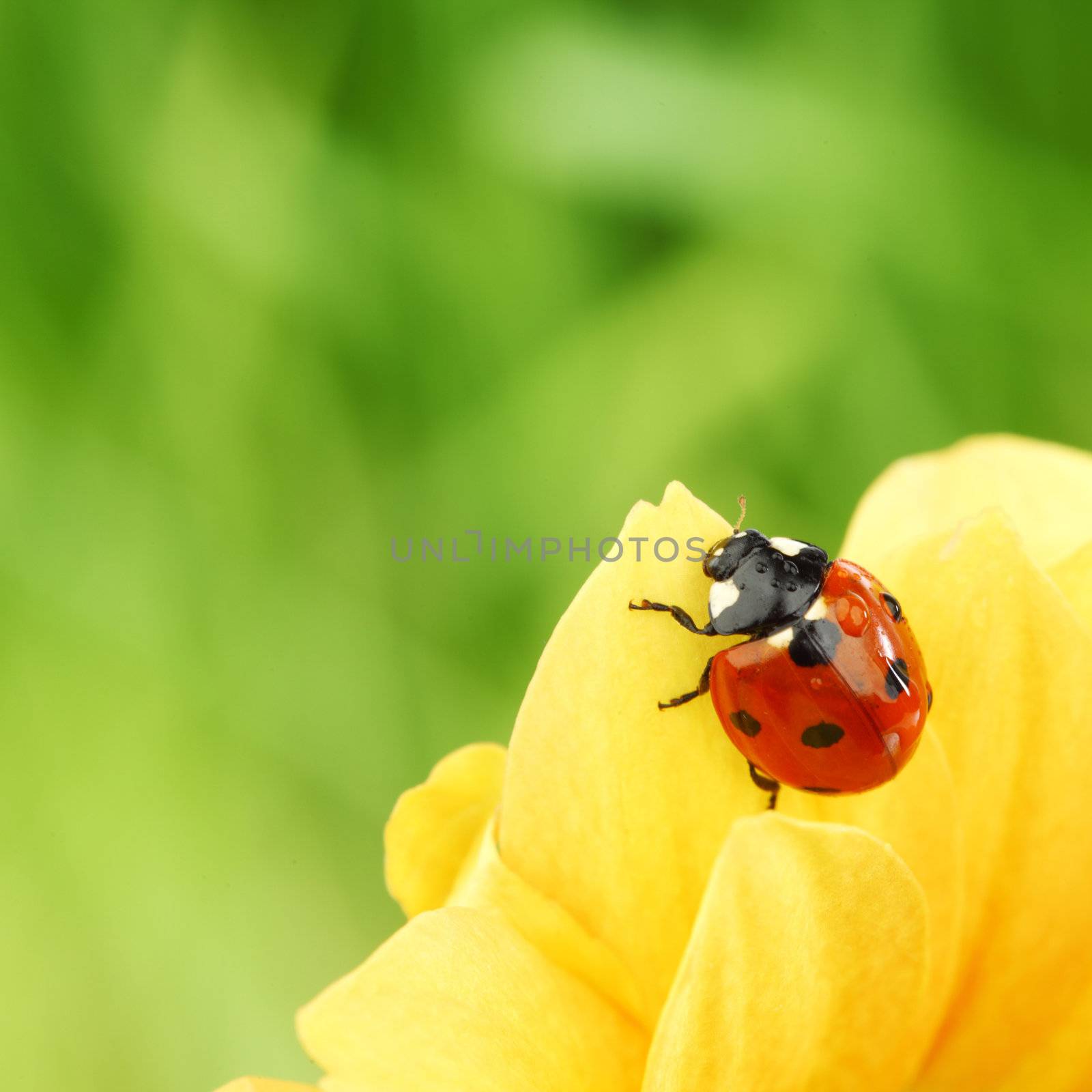 ladybug on yellow flower  macro close up
