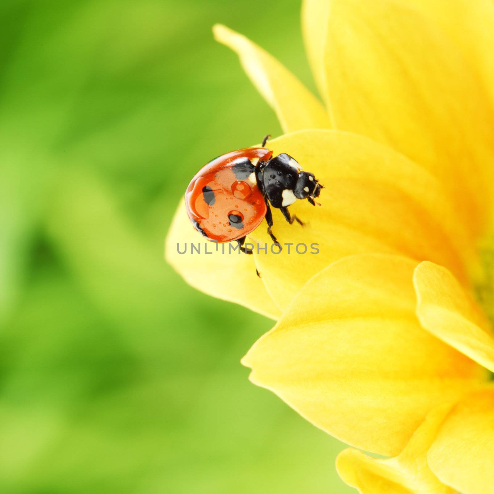 ladybug on yellow flower  macro close up