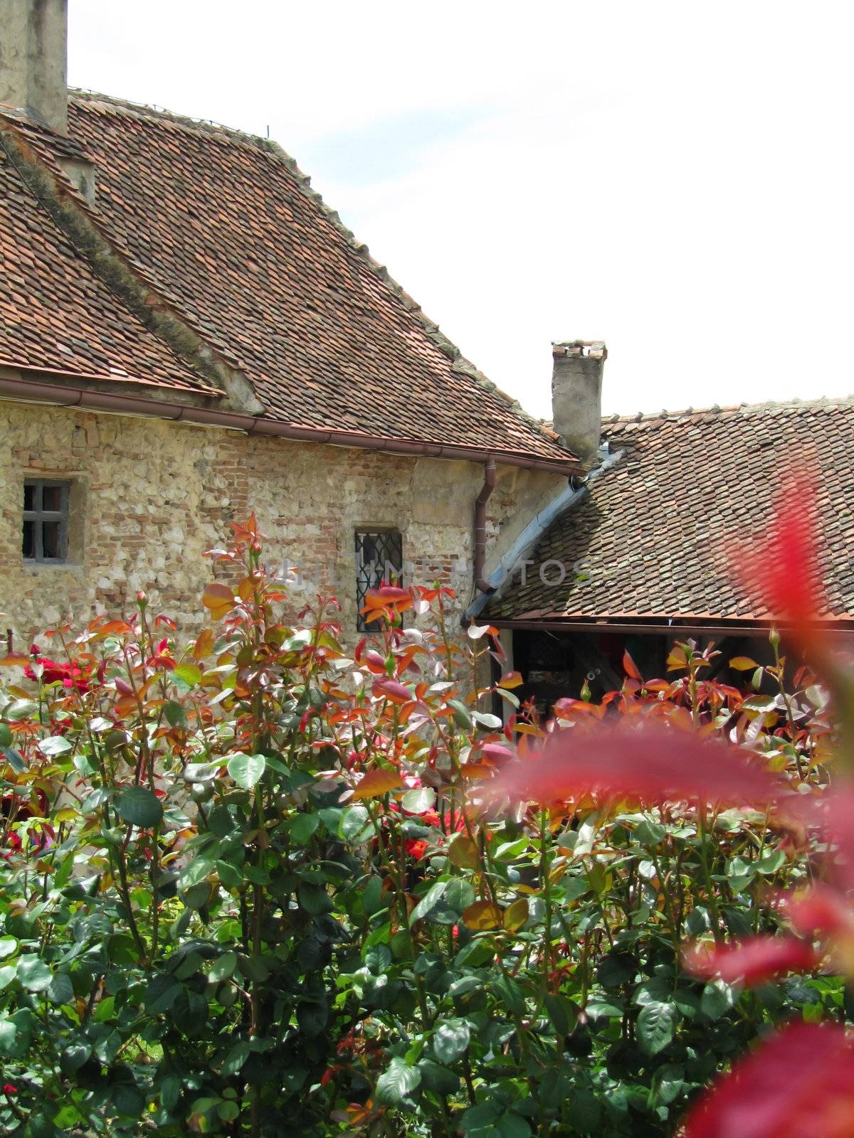 Hedges in a medieval village with red leaves and country houses