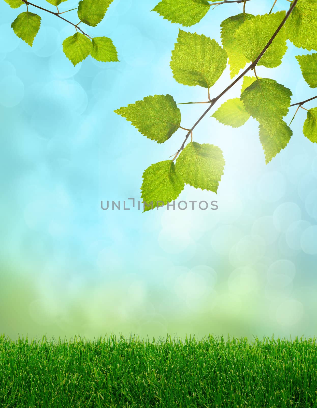 Green grass and birch leaves pring fantasy soft light background