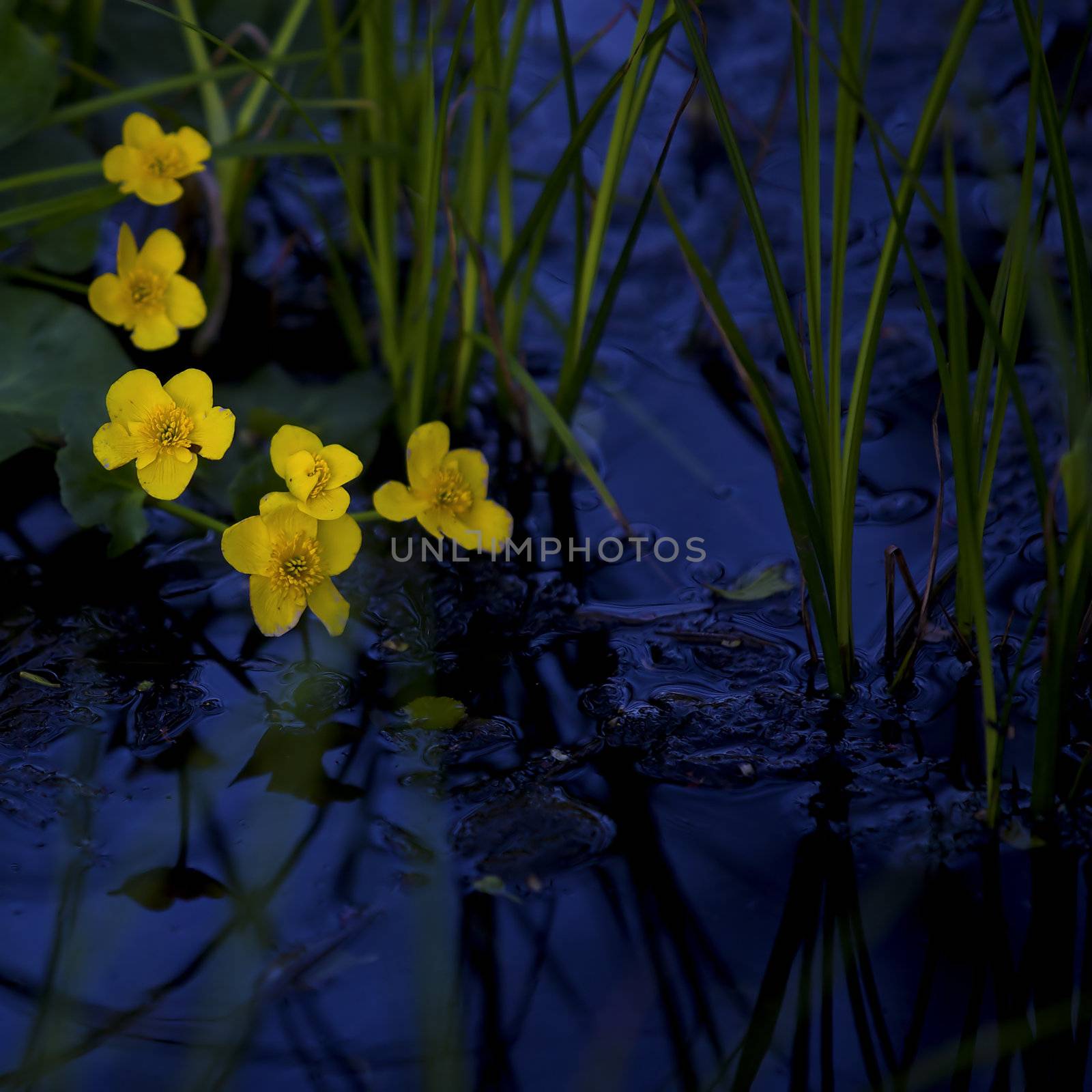 Lesser Celandine with blue water in the background