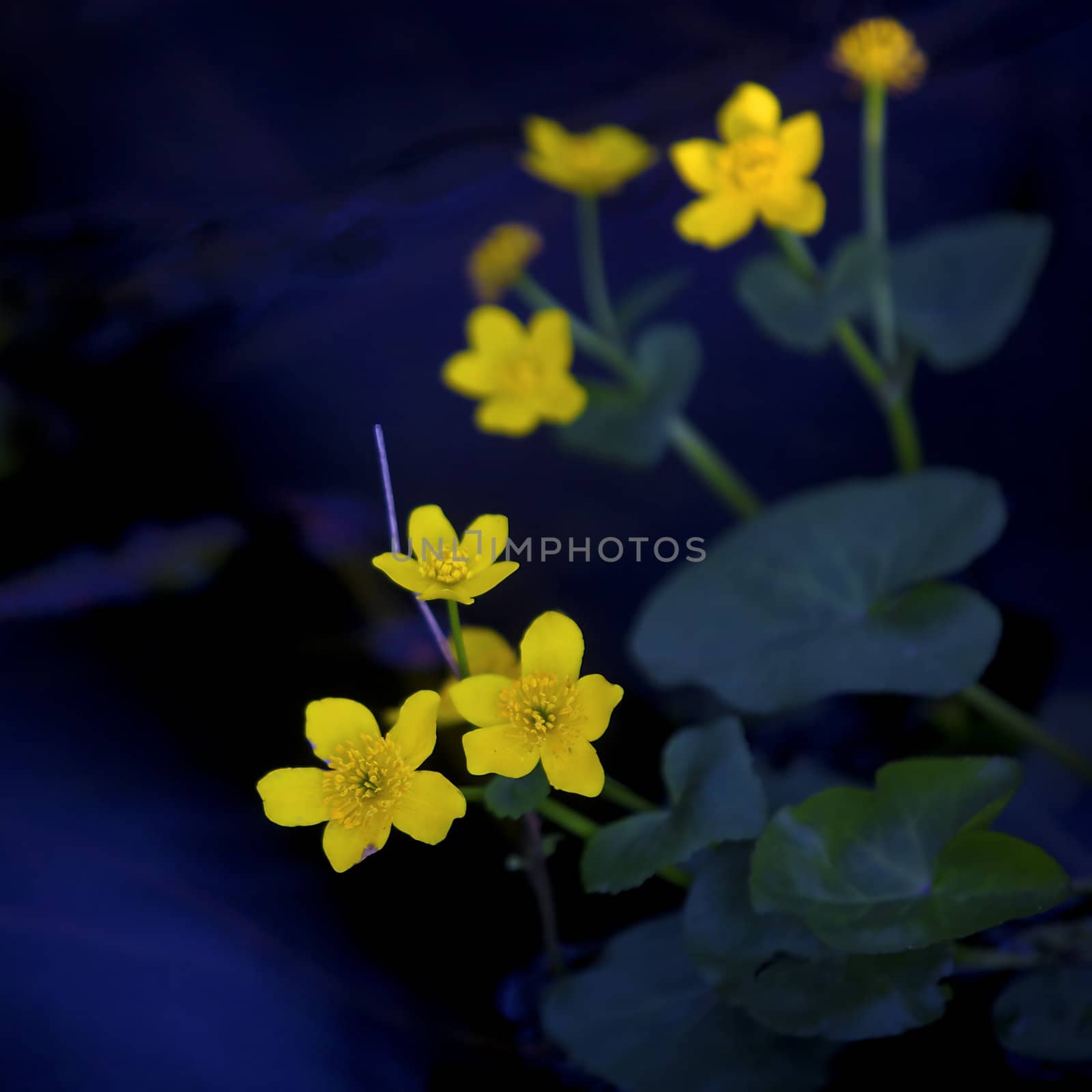 Lesser Celandine with blue water in the background