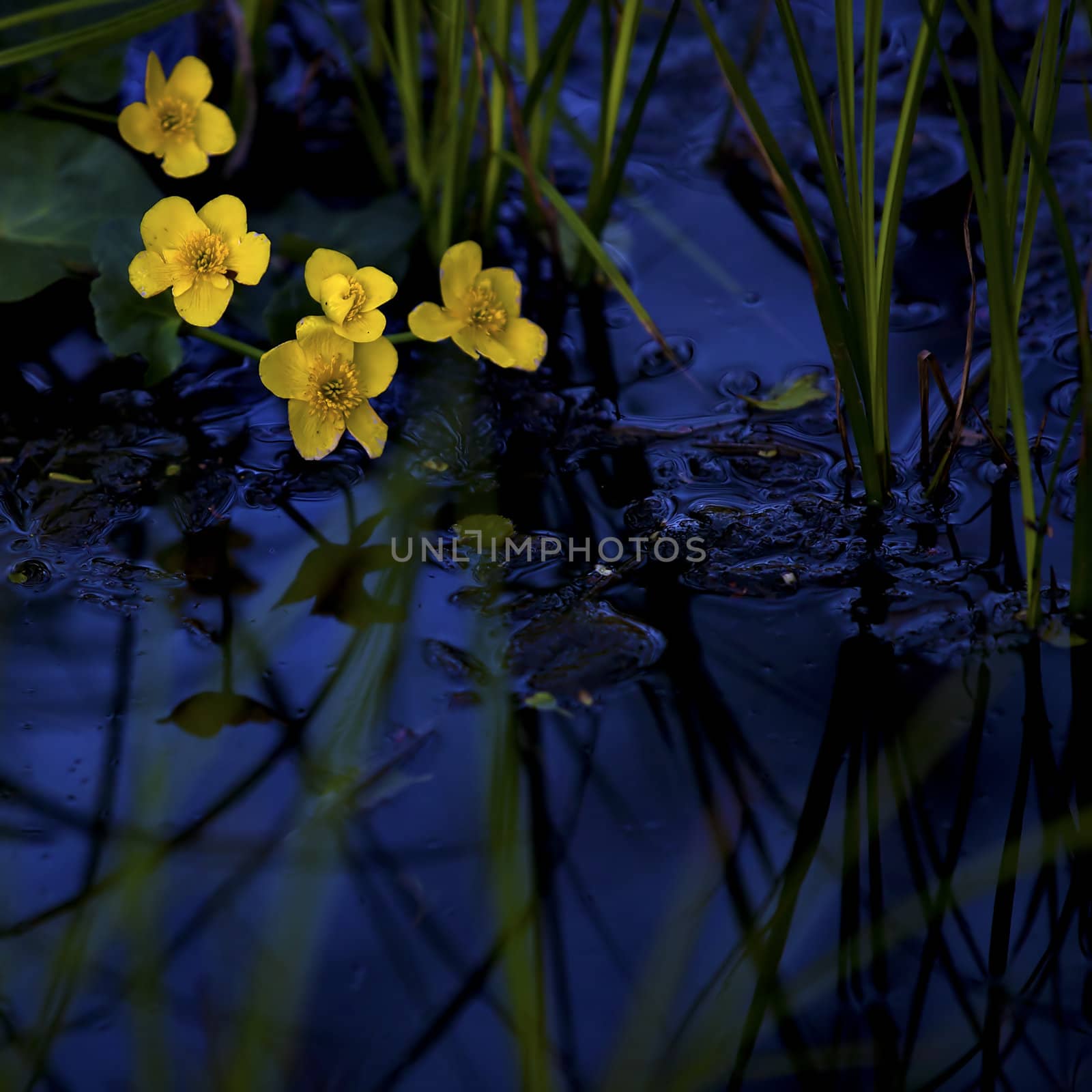 Lesser Celandine with blue water in the background