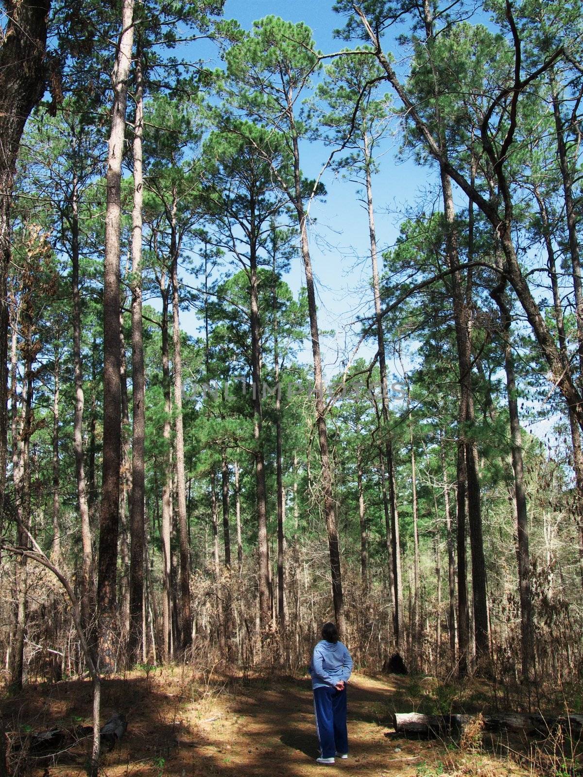 A woman looking at the tall trees of the forest in Southeast Texas