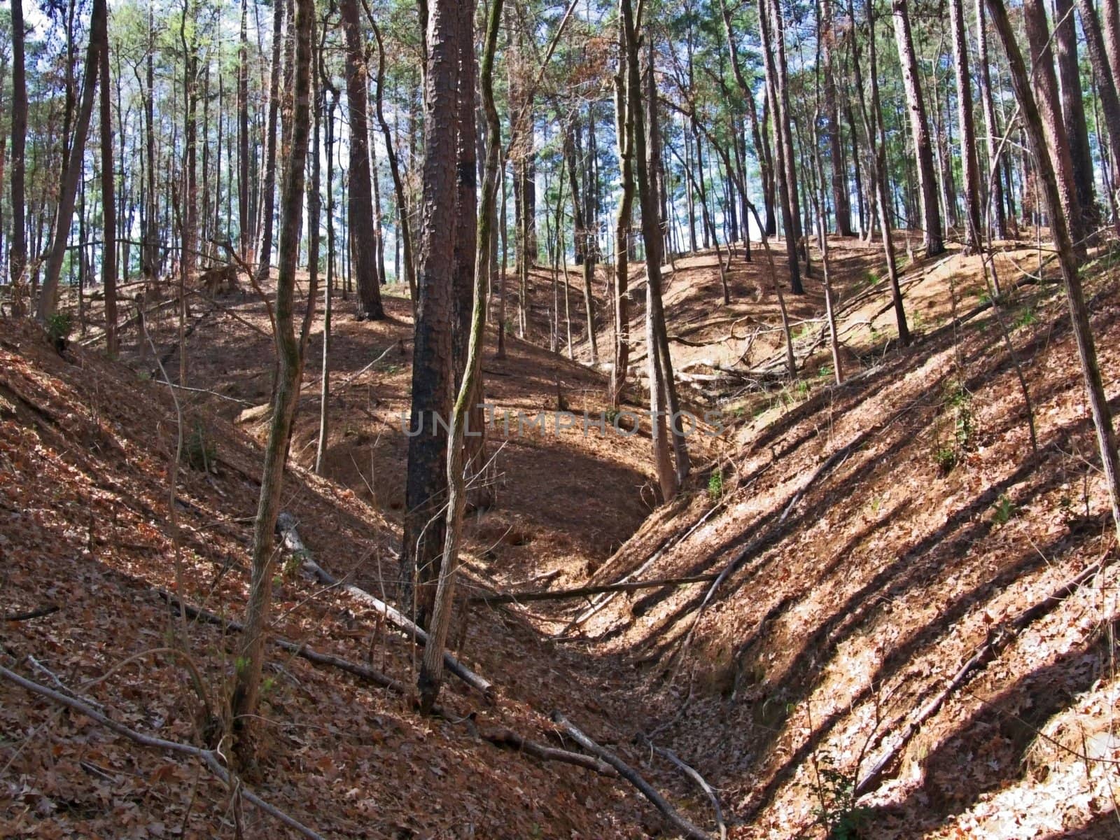 A  ravine in the woods formed by water running down the hill.