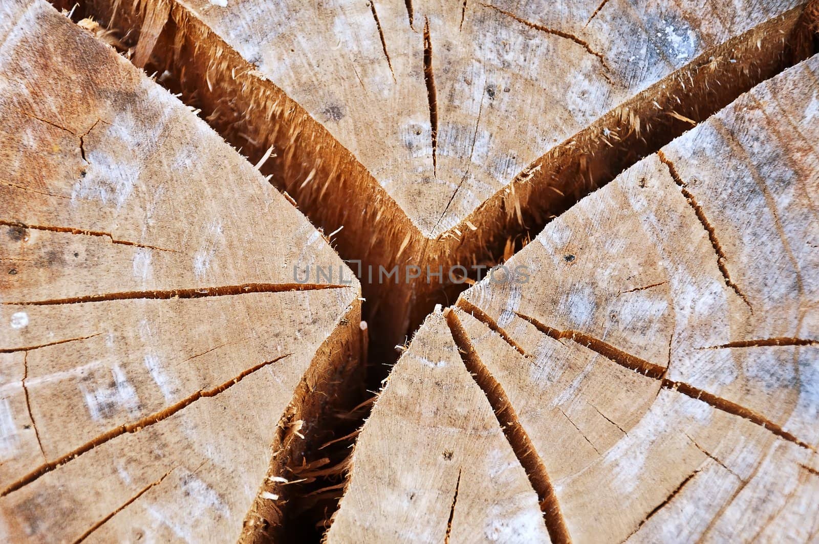 Old cracked tree stump