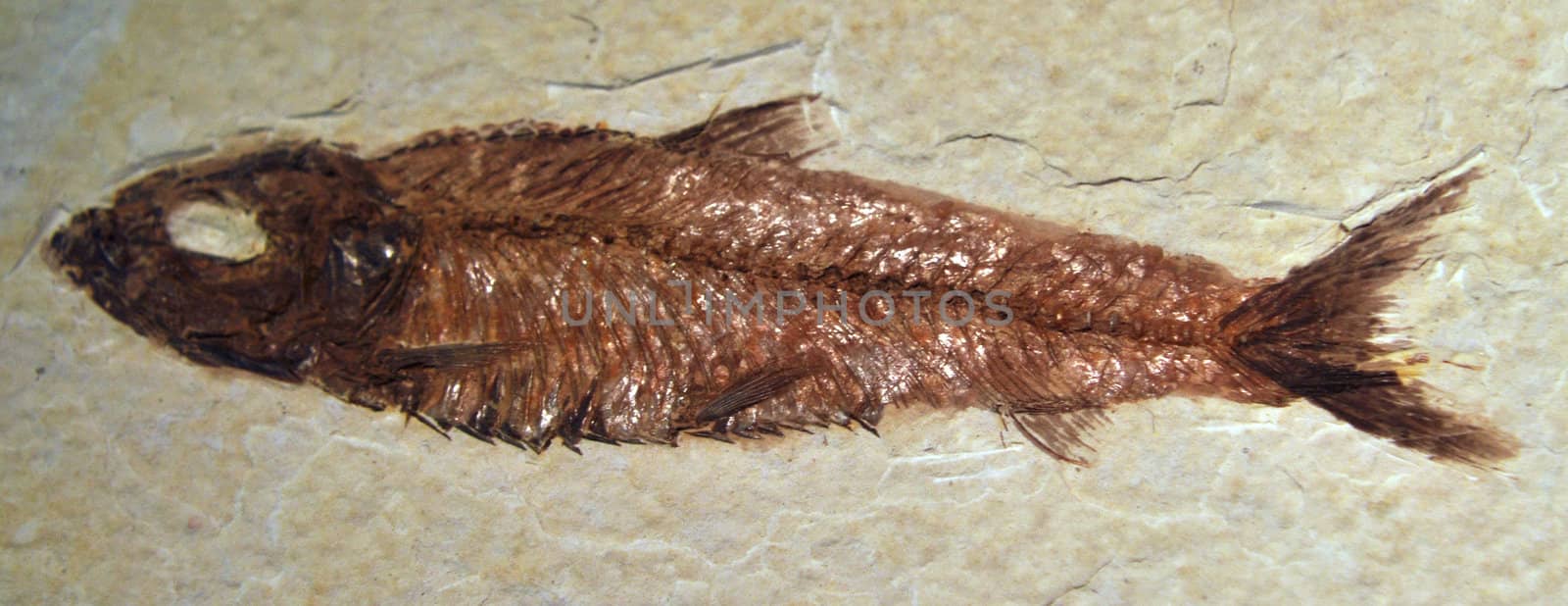 big size close image of ancient fish fossil