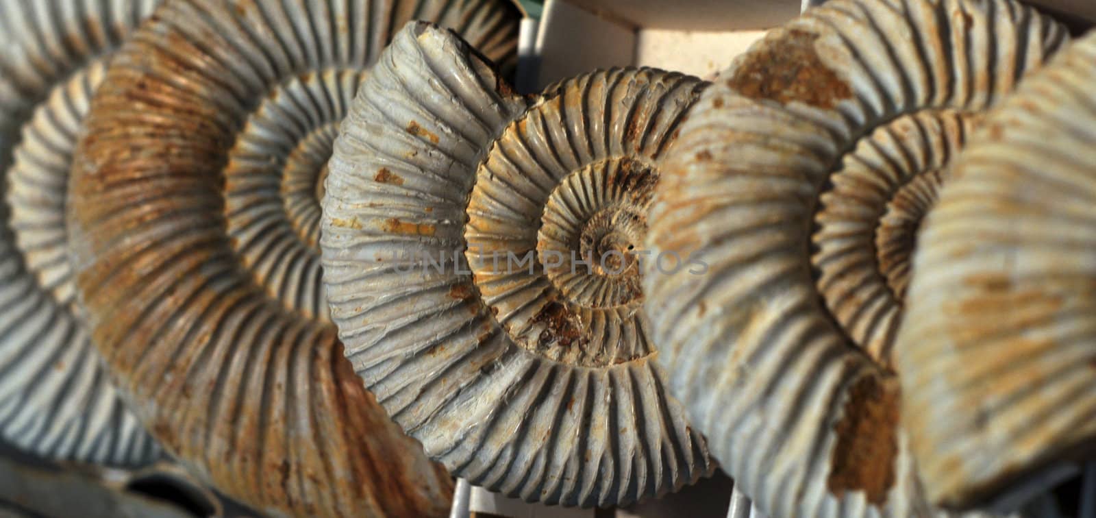 big size close image of ancient spiral fossil 