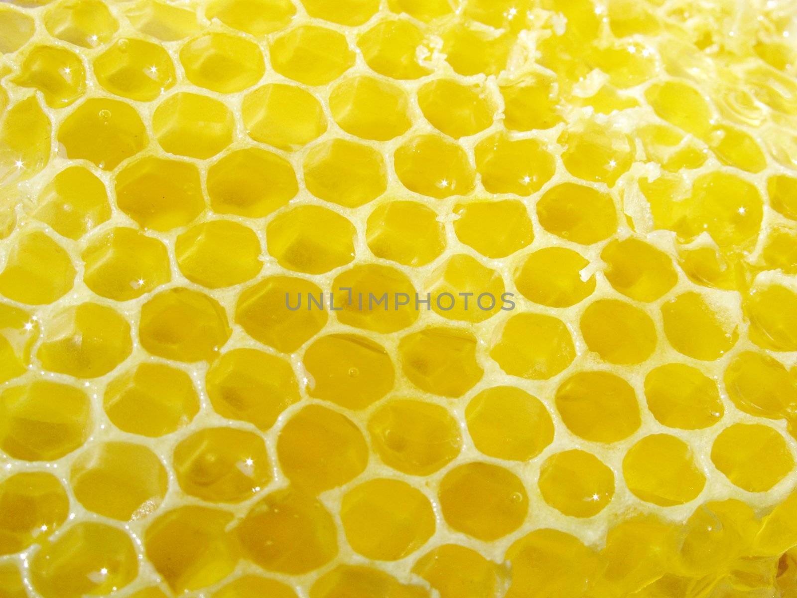 close up of honey combs