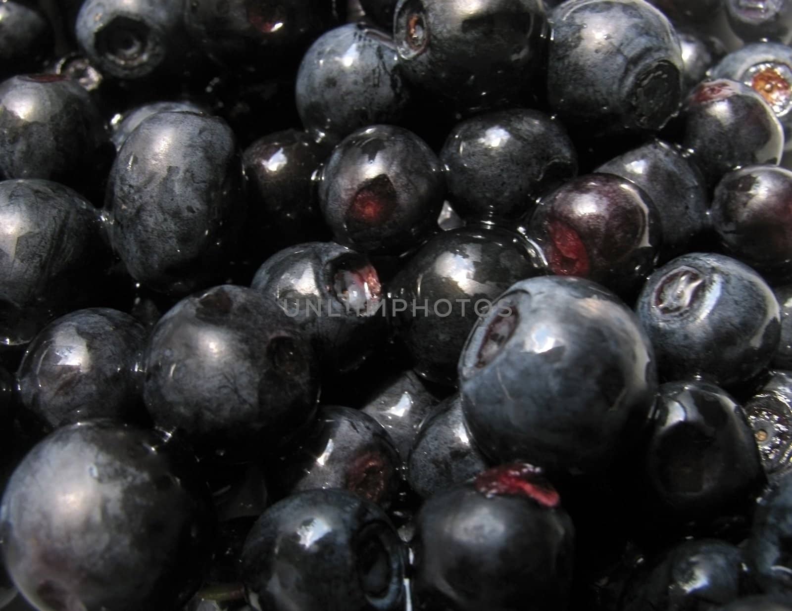 close up of bilberries