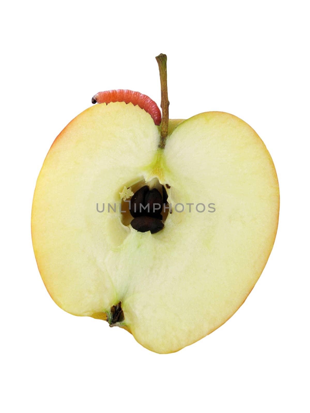 worm on half of apple over white