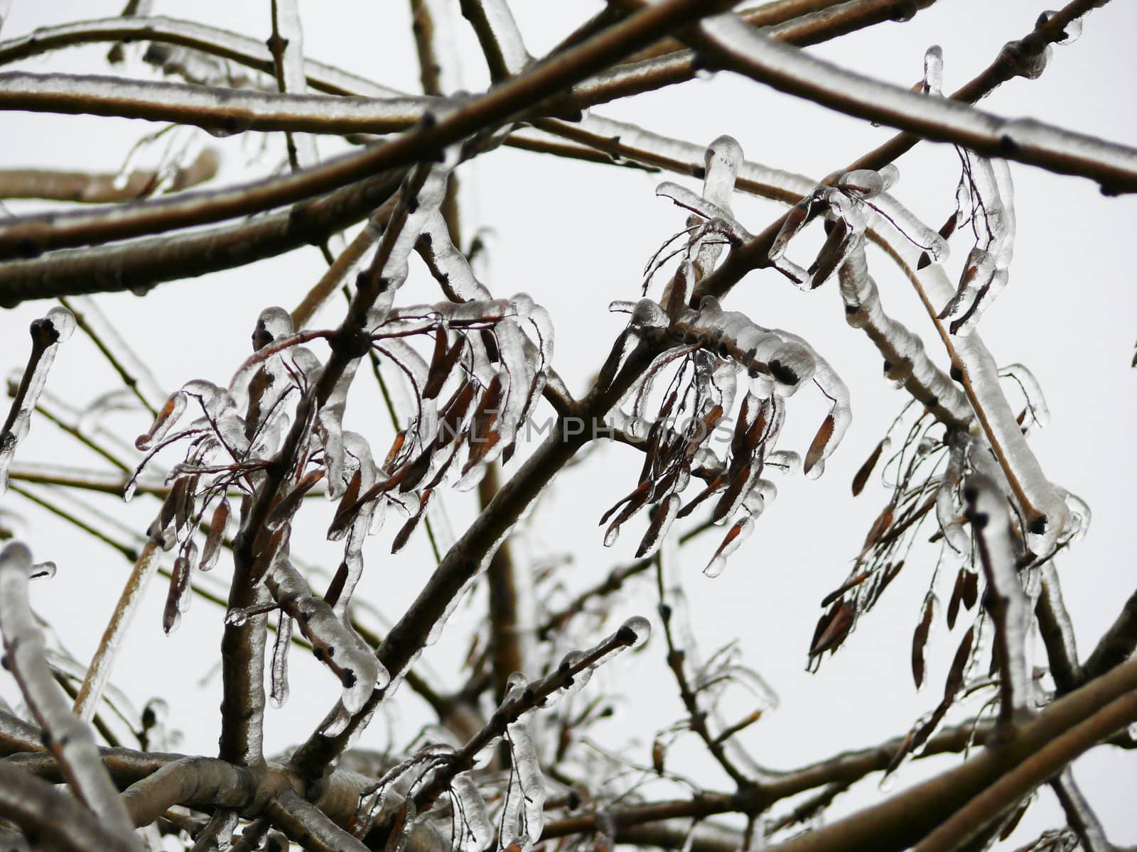 Frozen branch 