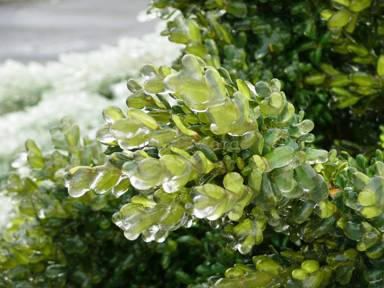 frozen green plant