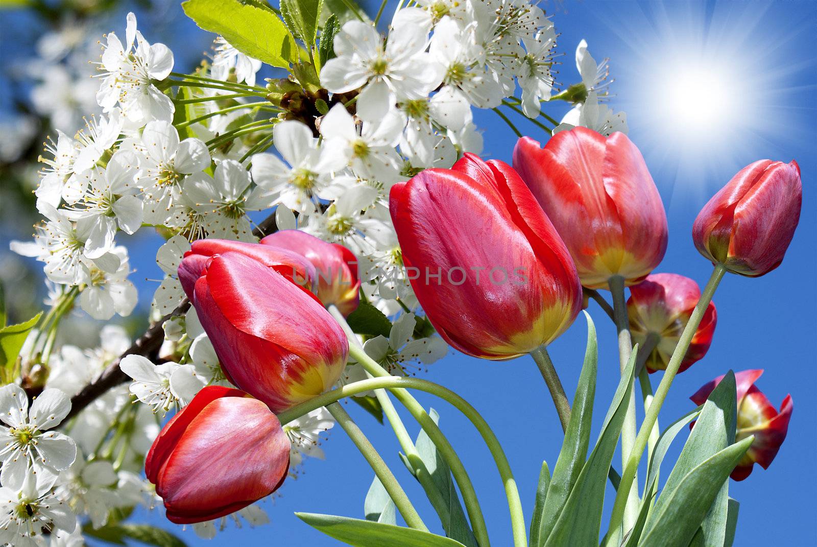 Spring nature background