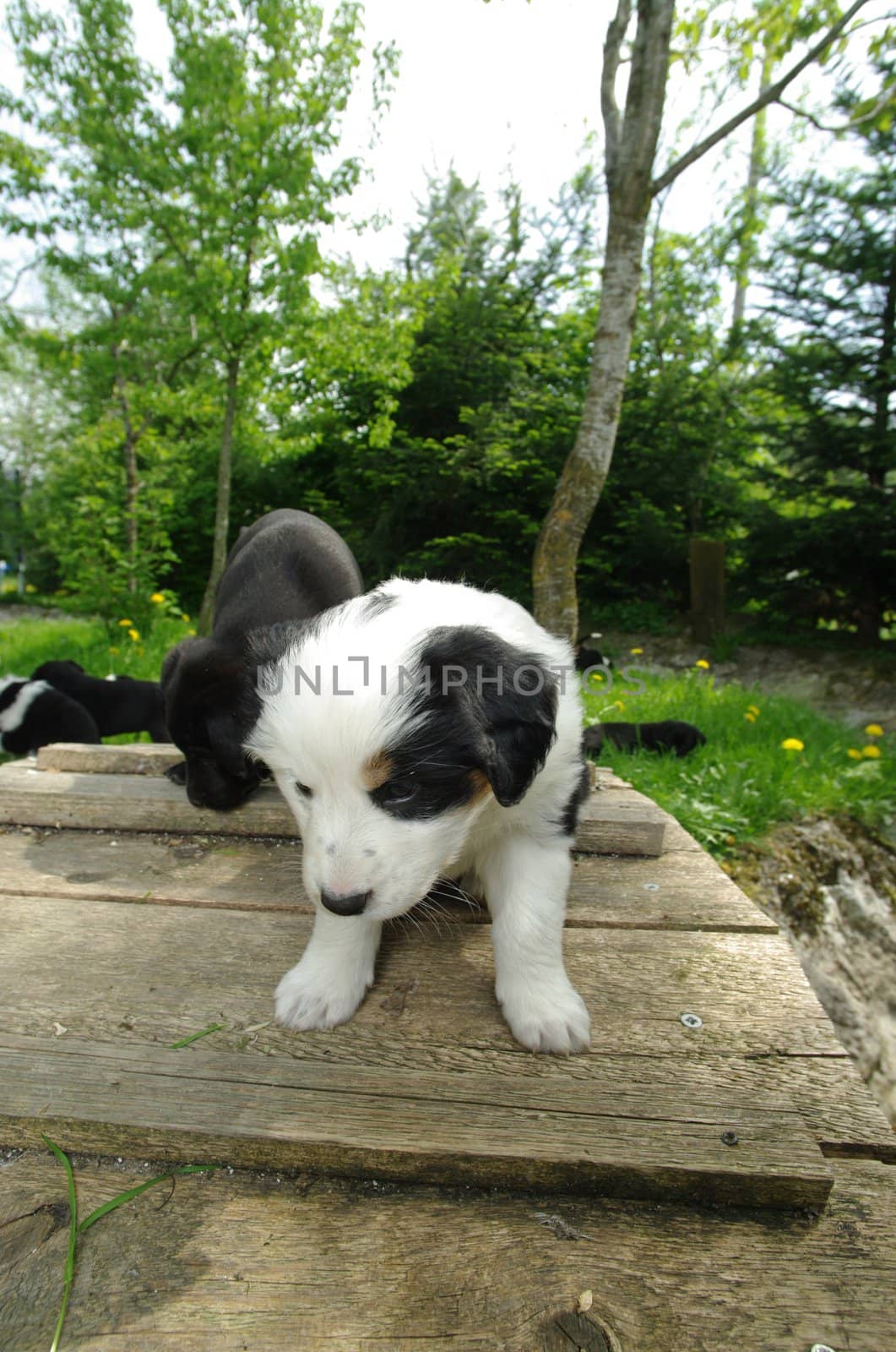 cute puppies in the meadow looking curios