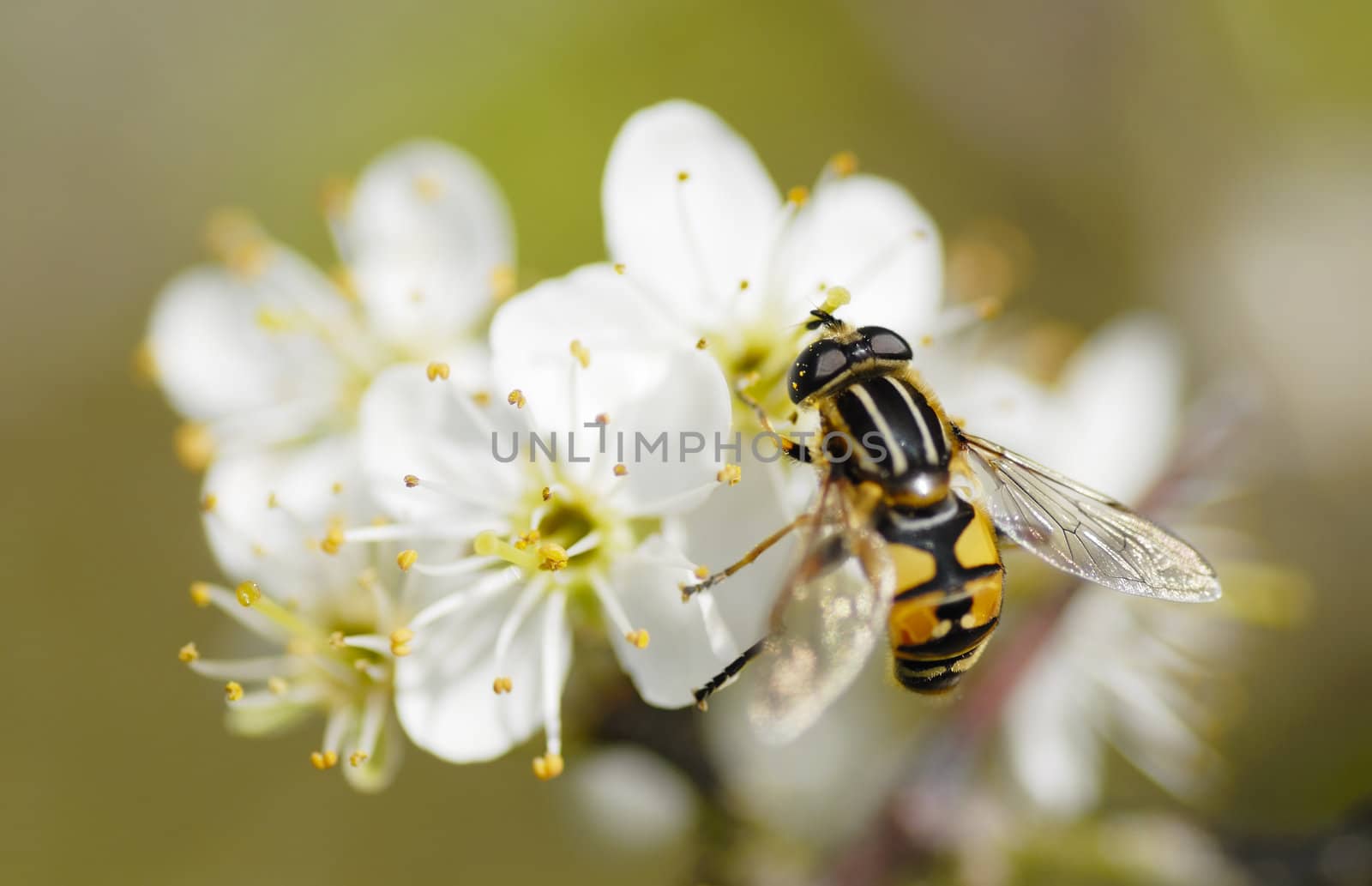 Macro Photograph of one Hoverfly gathering pollen from white blossom. Focus on eyes.
