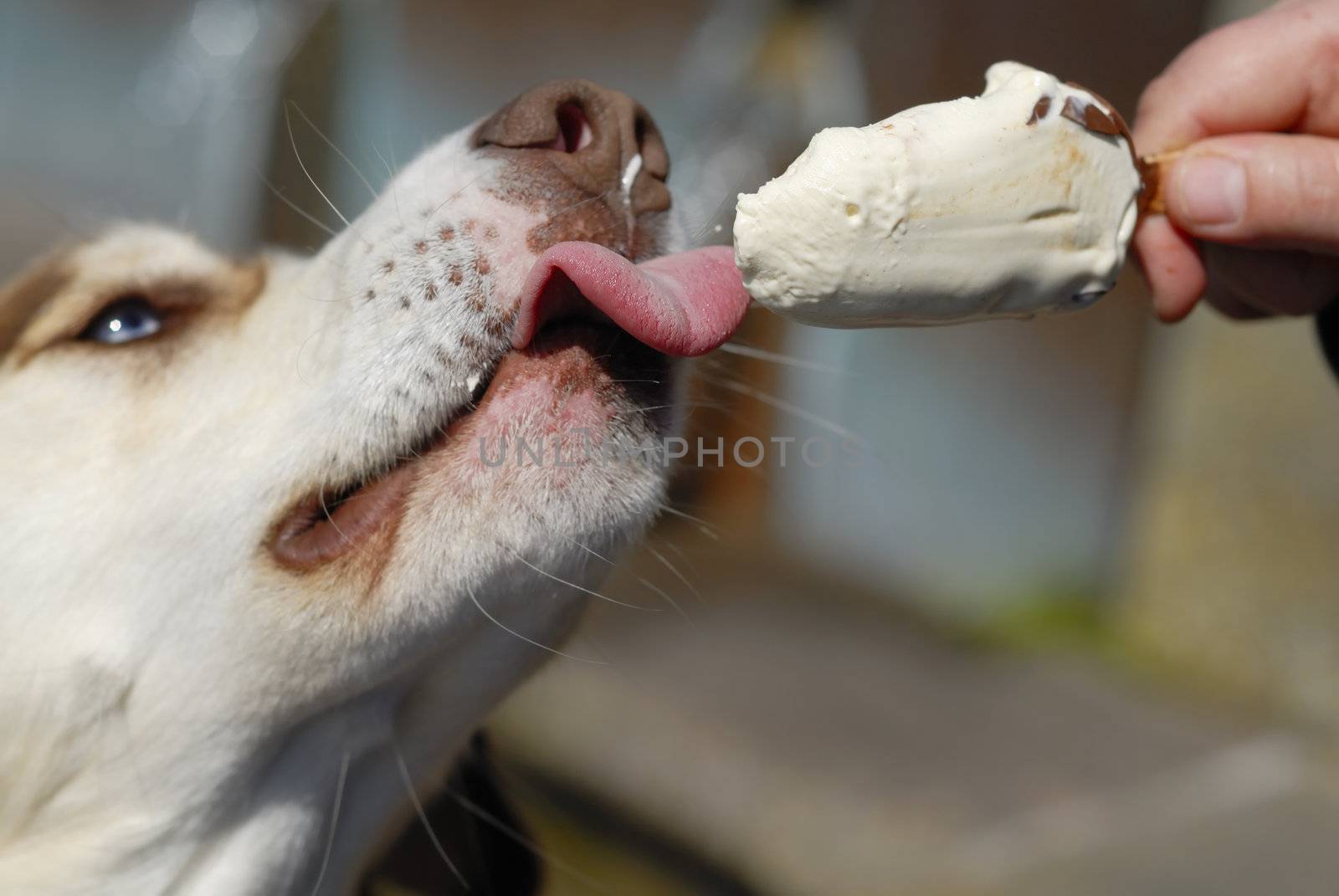 Husky dog eating icecream from owners hand.