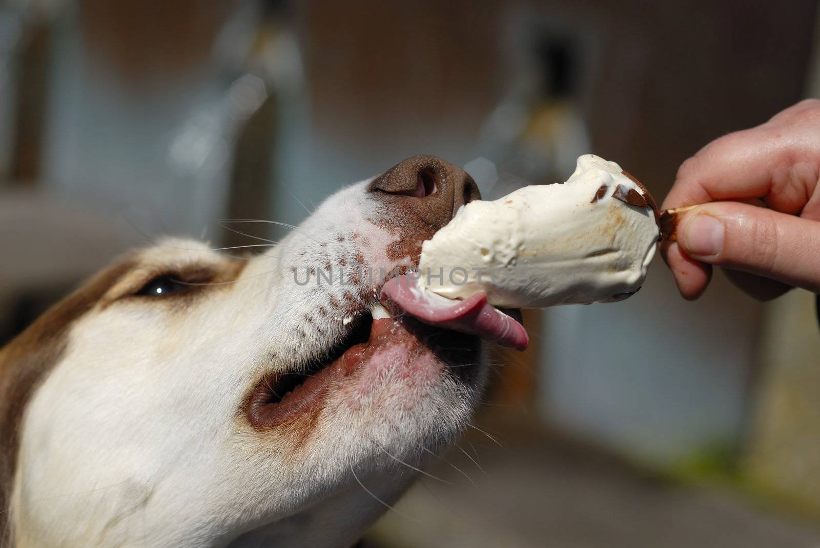 Husky dog eating icecream from owners hand.