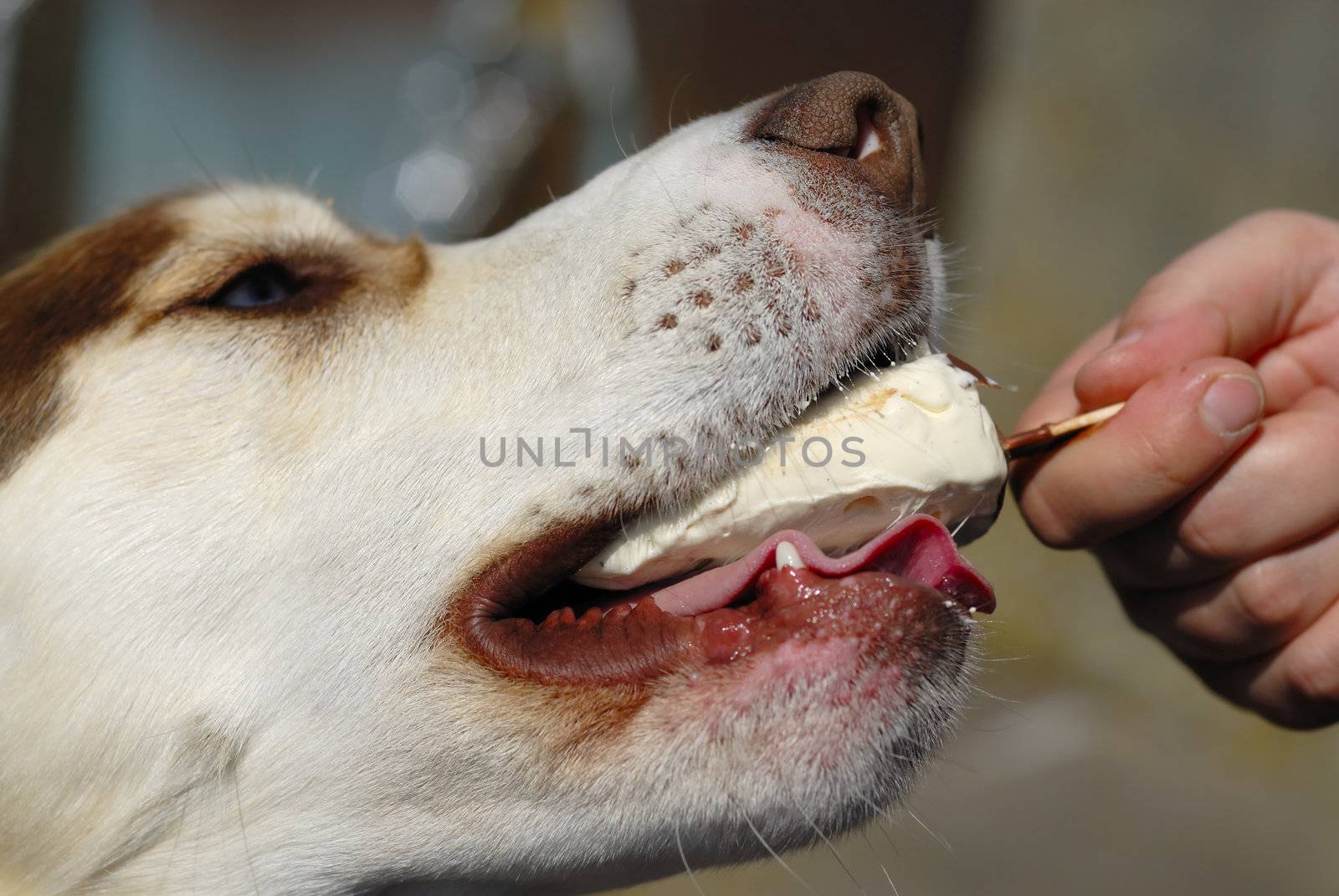 Husky dog eating icecream from owners hand.