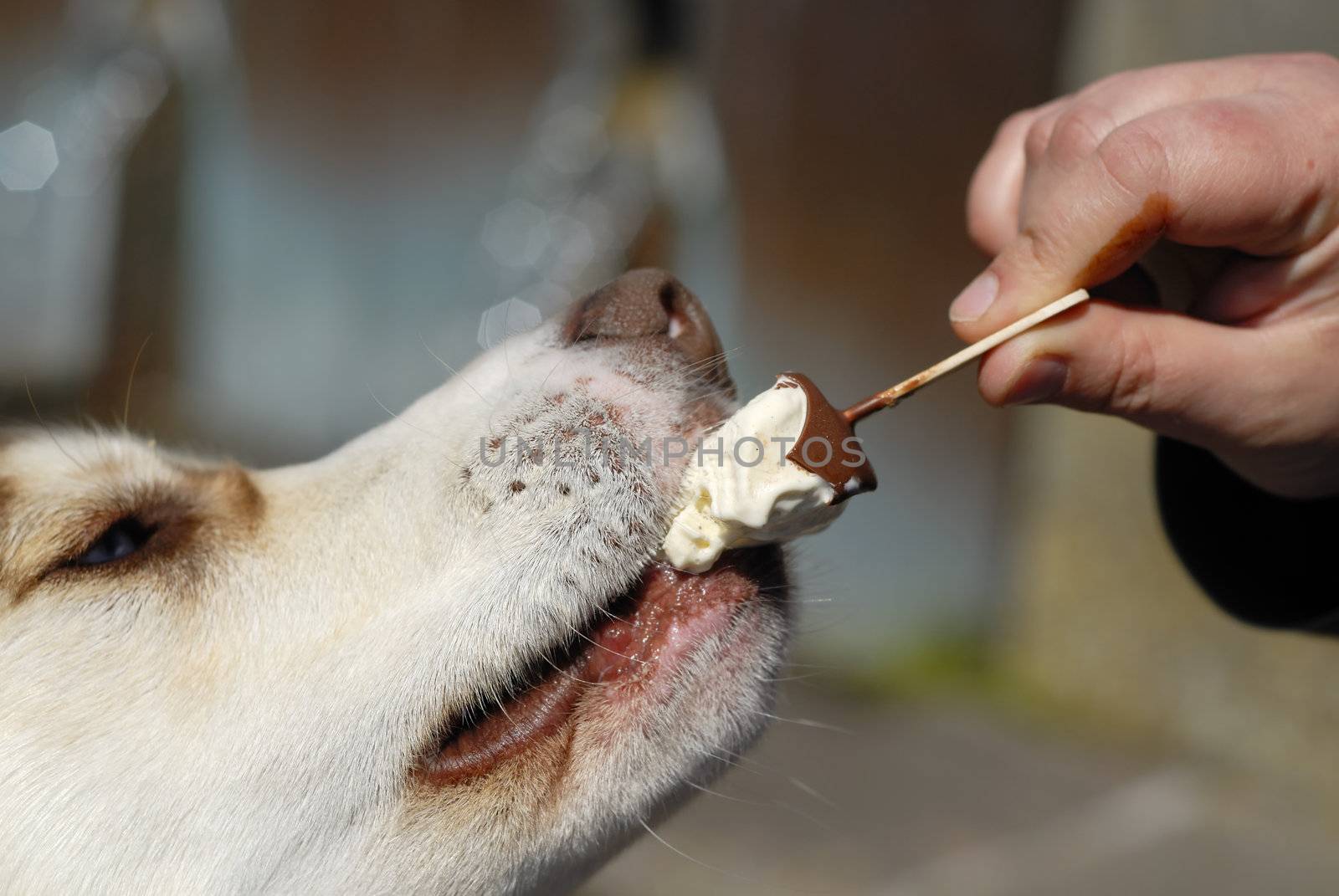 Husky dog eating icecream from owners hand.