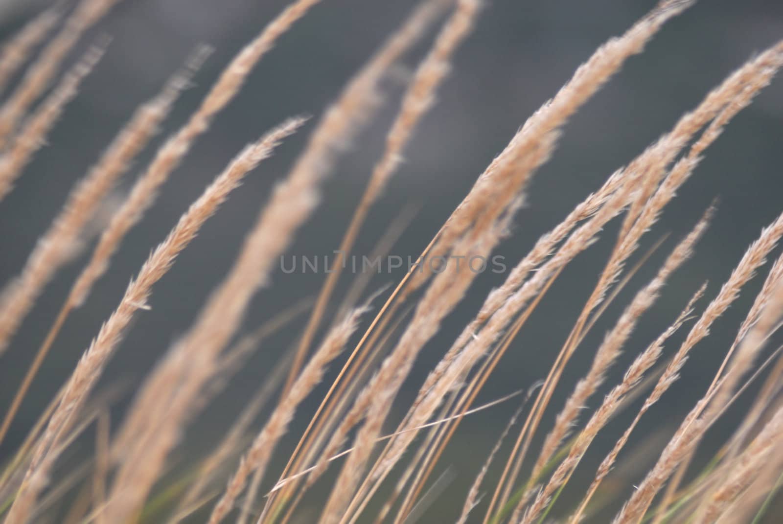 Tight composition of reeds showing movement.
