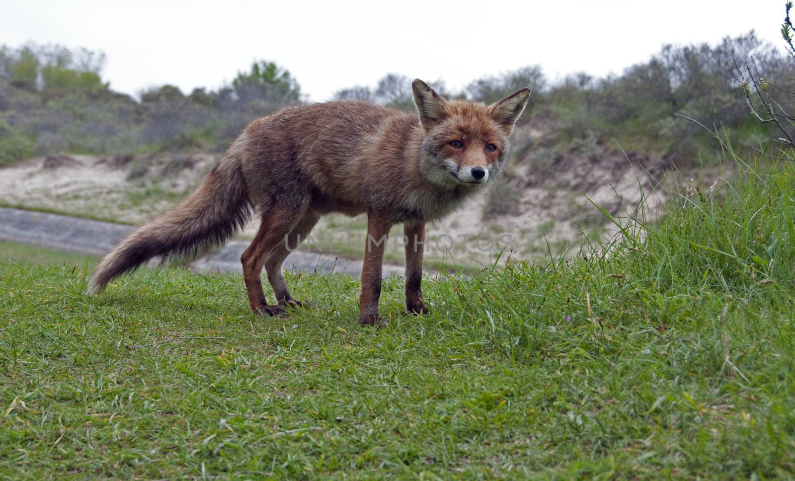 wild red fox in holland on the green grass looking at the camera