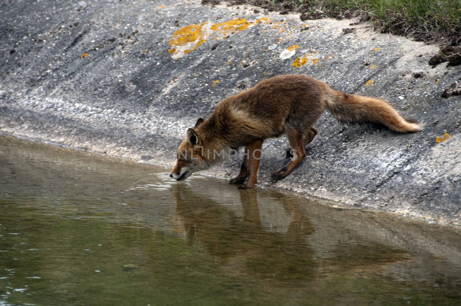 red wild fox drinking water by compuinfoto
